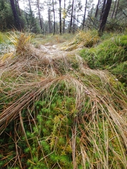 Sphagnum angermanicum