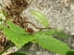 Sicus ferrugineus