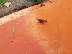 Sphenarium purpurascens