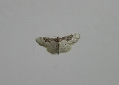 Idaea mustelata
