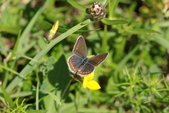 Aricia agestis