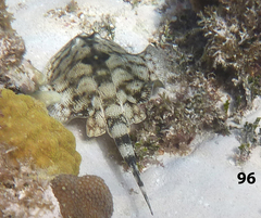 Urobatis jamaicensis