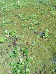 Salvinia