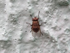Pollenia rudis