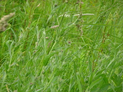 Centaurea nemoralis