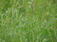 Centaurea nemoralis