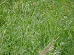Centaurea nemoralis