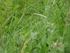 Centaurea nemoralis