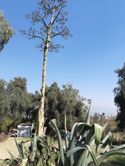 Agave mapisaga
