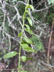 Osyridicarpos schimperianus