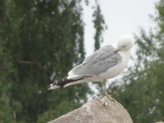 Larus canus