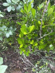 Erythroxylum emarginatum