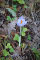 Crocus robertianus