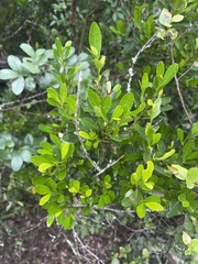 Erythroxylum emarginatum