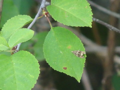 Syricoris lacunana