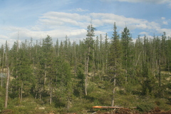 Pinus pumila