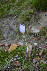 Crocus robertianus