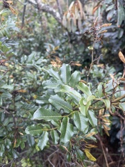 Dalbergia obovata