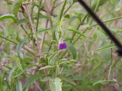 Justicia divaricata