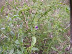 Justicia divaricata