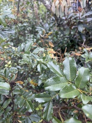 Dalbergia obovata