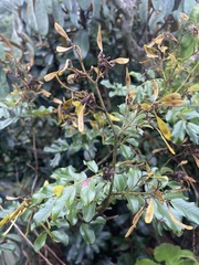 Dalbergia obovata
