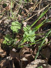 Geranium carolinianum