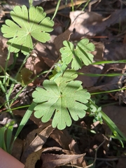 Geranium carolinianum