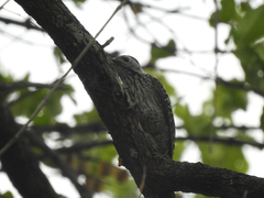 Chloropicus fuscescens