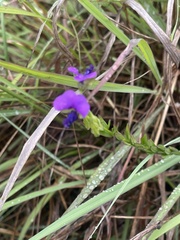 Polygala gracilenta