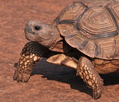 Chelonoidis chilensis