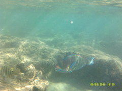 Chlorurus perspicillatus