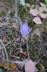 Crocus robertianus