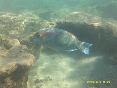 Chlorurus perspicillatus