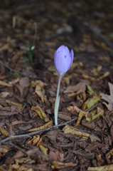 Crocus robertianus