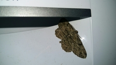 Peribatodes rhomboidaria