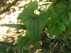 Dioscorea