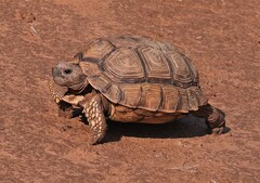 Chelonoidis chilensis