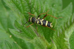 Clytus arietis