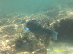 Chlorurus perspicillatus