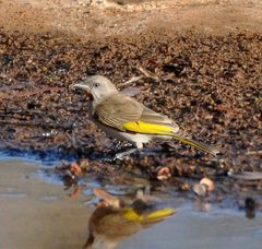 Conopophila rufogularis