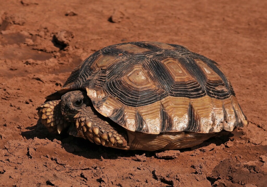 Chaco Tortoise in November 2022 by Hugo Hulsberg · iNaturalist