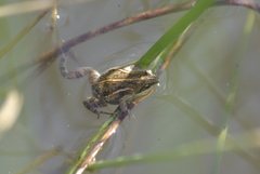 Cacosternum boettgeri