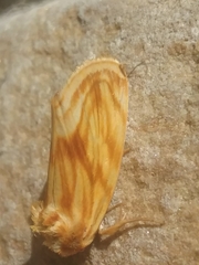 Cirrhophanus triangulifer