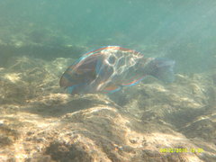 Chlorurus perspicillatus