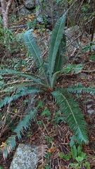 Dioon merolae