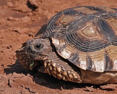 Chelonoidis chilensis