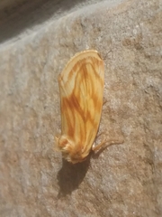 Cirrhophanus triangulifer