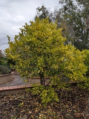 Citrus hystrix