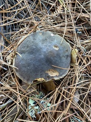 Xerocomellus atropurpureus